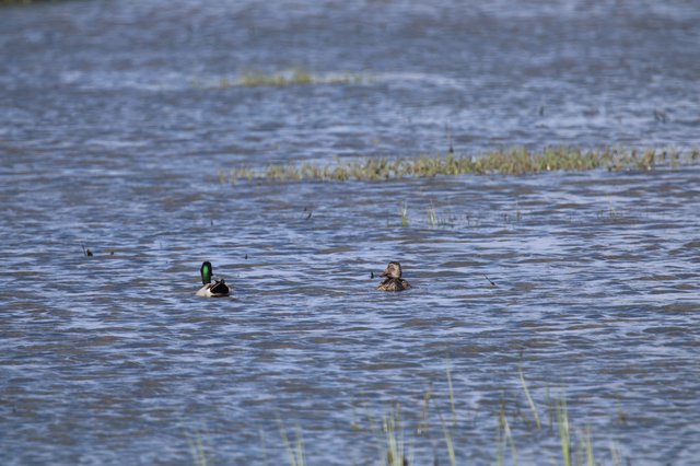 Mallard Pair Swimming in Wetland Waters