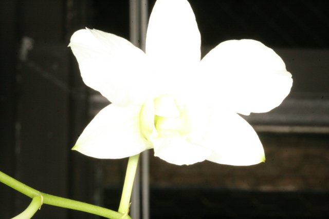 White Orchid with a Green Stem