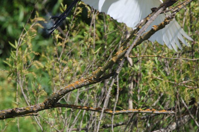 Lichen-Covered Branches Against White Egret in Wetlands