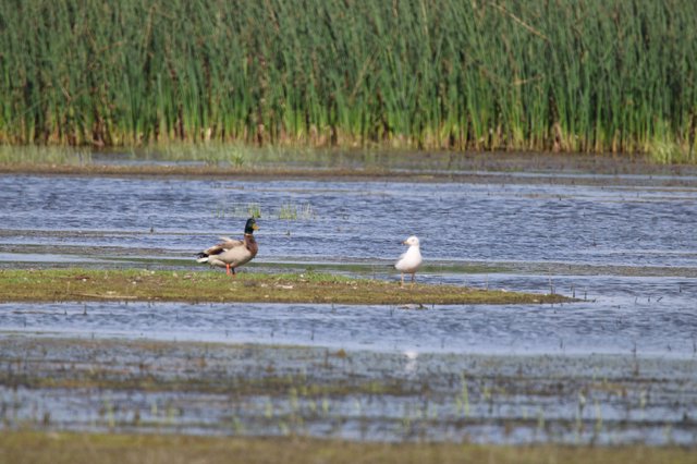 Mallard Duck and Gull Resting in Flooded Agricultural Field