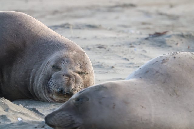 Elephant Seal Pups Resting on Sandy Beach