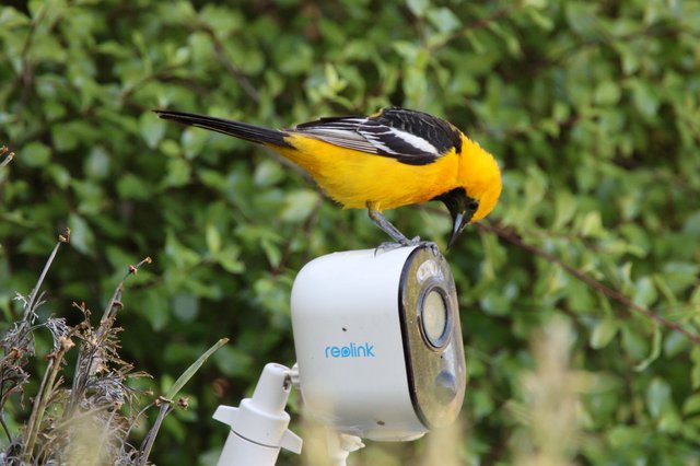 Hooded Oriole Perched on Security Camera