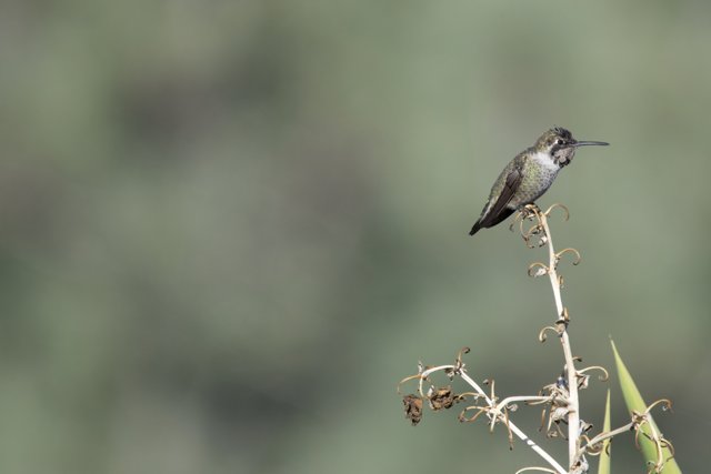 Afternoon Solitude: A Hummingbird Respite