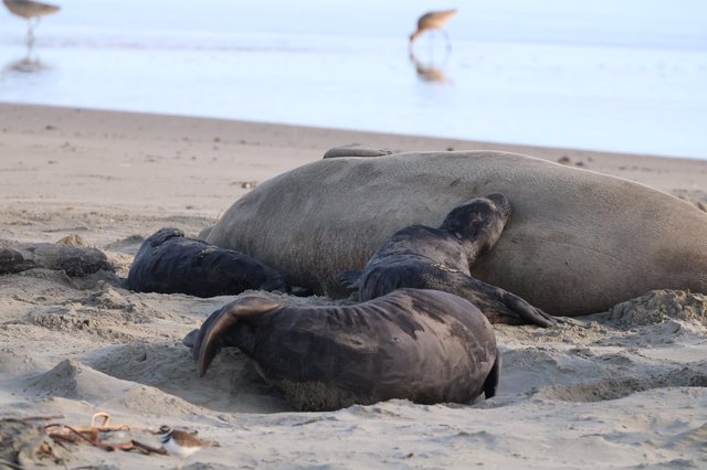 Elephant Seal Mother and Pups Resting on Beach