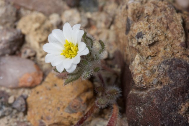 Lone White Flower in the Rocky Terrain