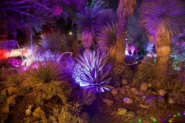 Enchanted Night at the Garden of D’Lights
