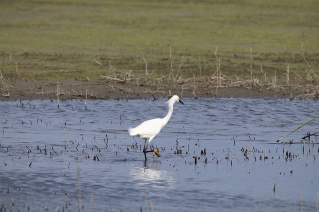 Snowy Egret Wading in Flooded Agricultural Field