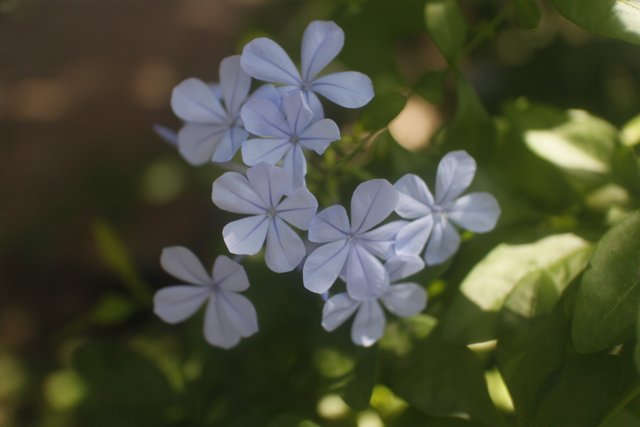Blue Geraniums in Altadena