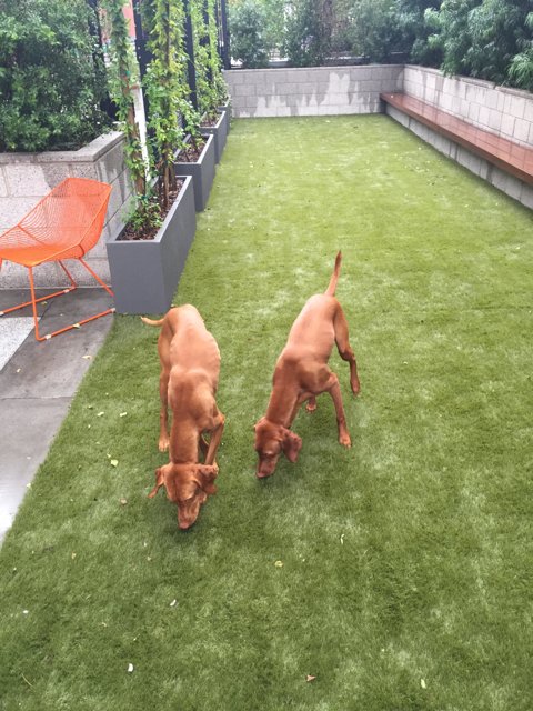 Happy Pups on Artificial Grass