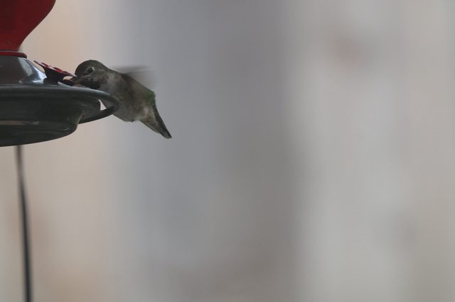 Anna's Hummingbird Feeding at Garden Feeder