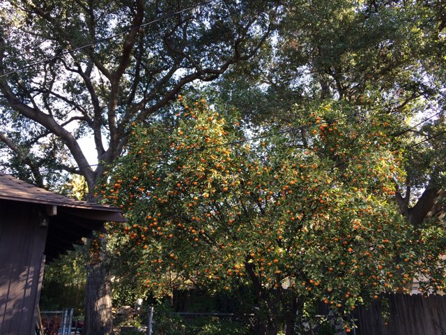 Citrus Tree in Altadena