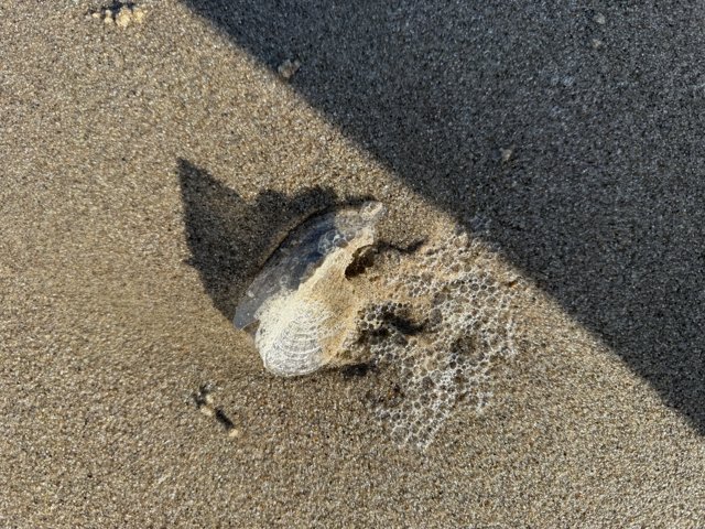 Serenity in a Seashell
