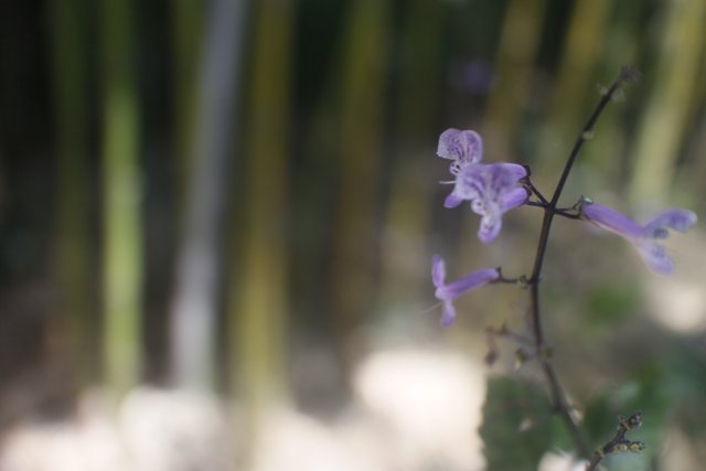 Purple Orchid bloom amidst a backdrop of bamboo