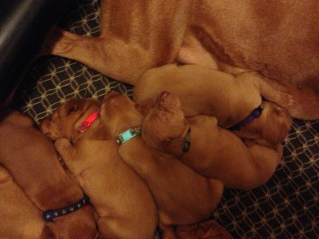 Puppies Snooze Together