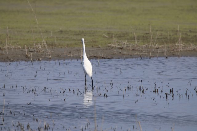 Great Egret Wading in Flooded Agricultural Field