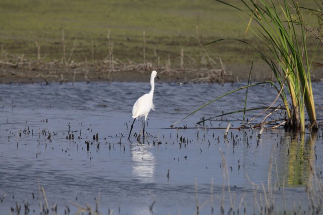 Great Egret Wading in Flooded Marshland at Golden Hour