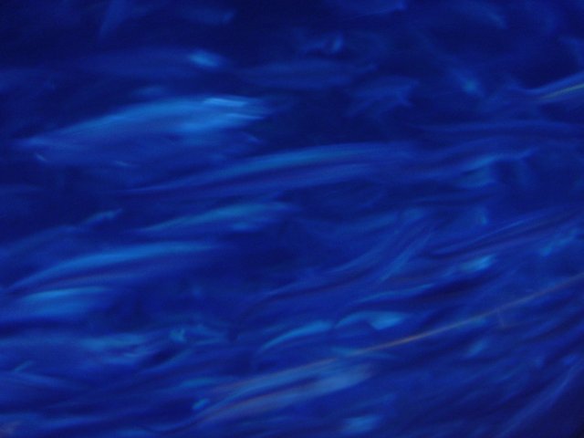 Schooling Barracuda in a Blue Oasis
