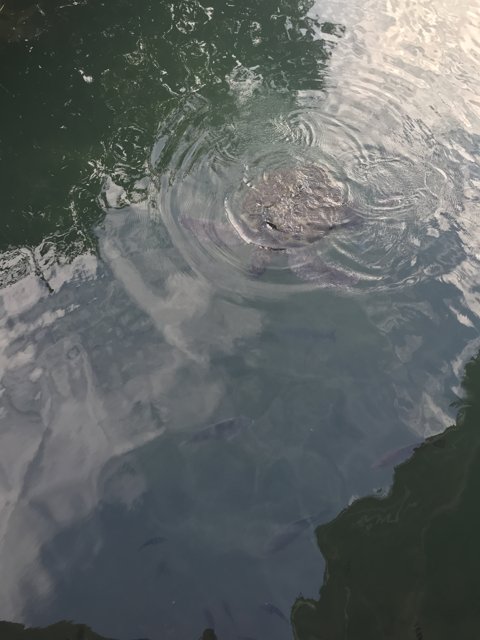 A Turtle's Serene Swim
