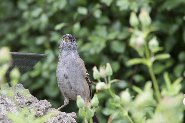 Young Sparrow Perched on Weathered Garden Fountain
