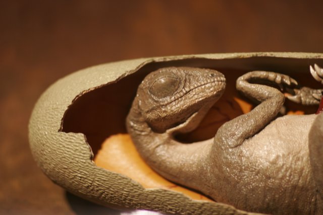 Lizard in a Baseball Glove Shell