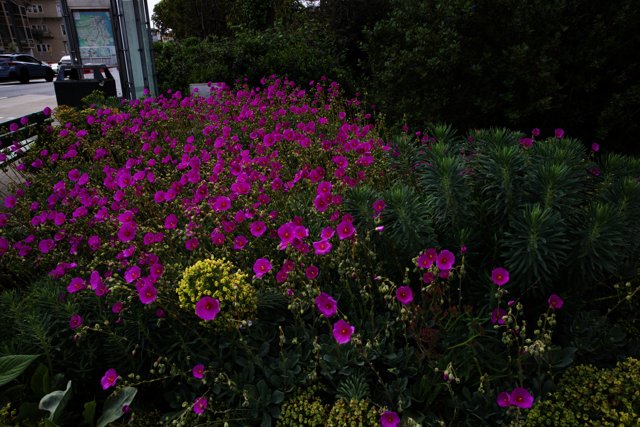 Enchanting Purple Blossoms in San Francisco Botanical Garden
