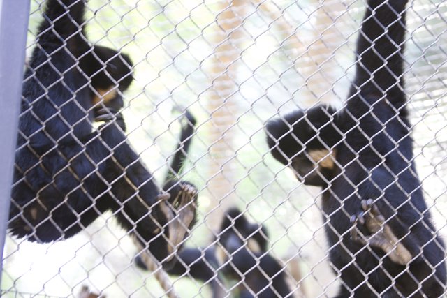 Two Black Monkeys in a Zoo Cage