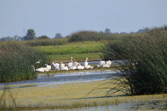 White Pelicans Resting in Wetland Marsh