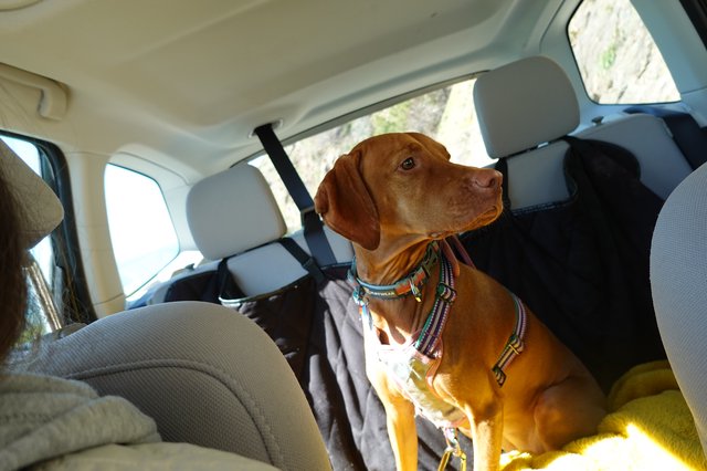 Dog Enjoying a Car Ride Adventure