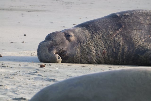 Elephant Seal Resting on Sandy Beach at Dusk