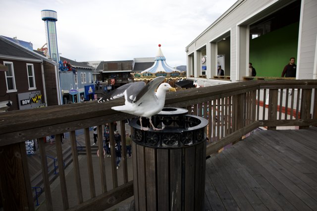 Serene Seagull at Coastal Cityscape