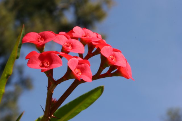 Vibrant Red Geranium Blossom against Blue Sky