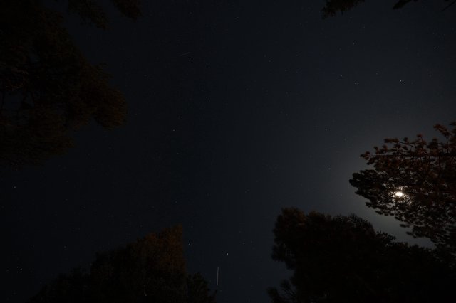 Moonlit Night Sky Over Lassen Volcanic Park Trees
