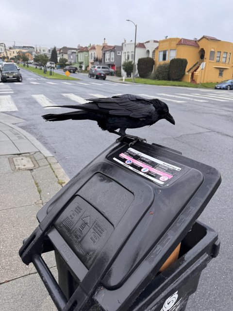 Urban Observer: A Crow's Tale