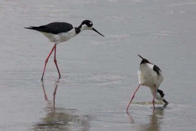 Elegant Dance of the Stilts