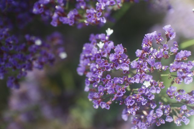 Purple Geraniums with Unique Markings