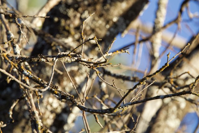 Winter's Embrace at Groveland Ranch