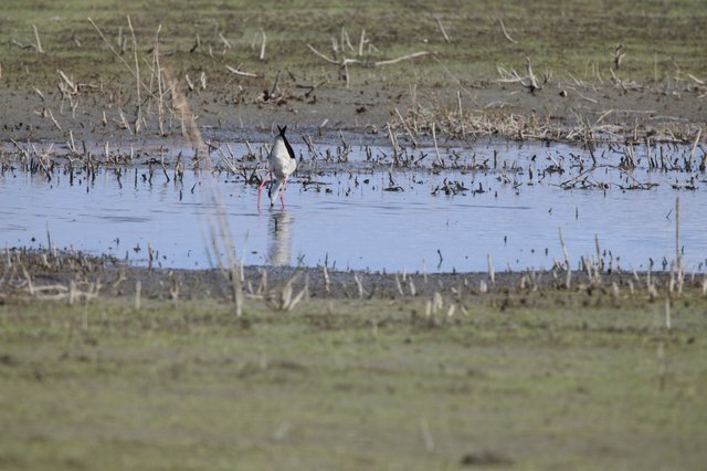 Black-necked Stilt Foraging in Flooded Agricultural Field