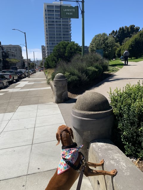 Curious Canine On the City Sidewalk