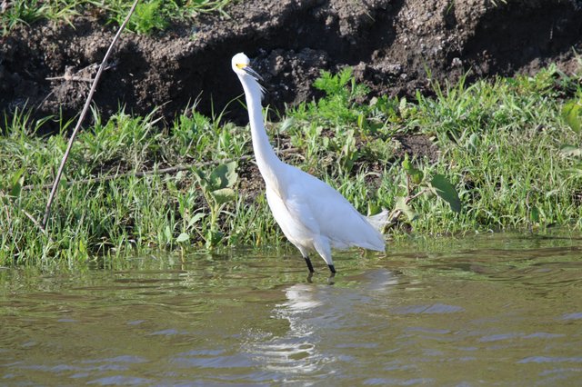 Snowy Egret Wading in Yolo Bypass Wetlands