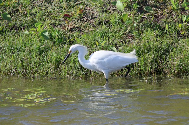 Little Egret Wading in Shallow Wetland Waters