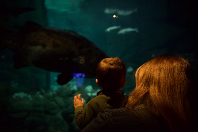 Exploring The Depths: An Afternoon at Monterey Bay Aquarium