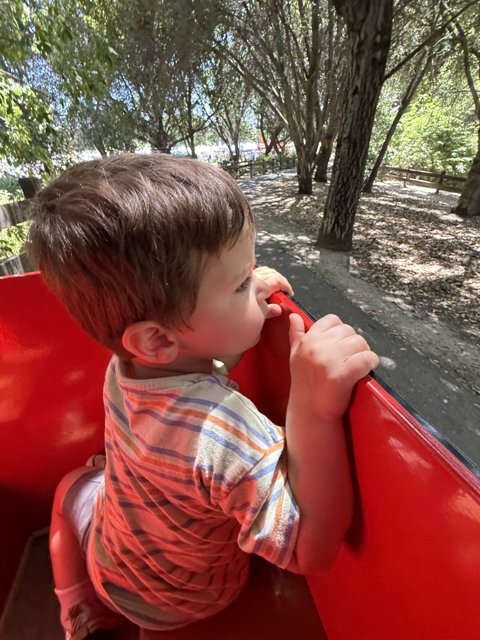 Summer Daydreams at the Park