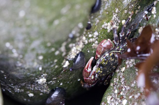 Shore Crab Clings to Algae-Covered Tidal Rock