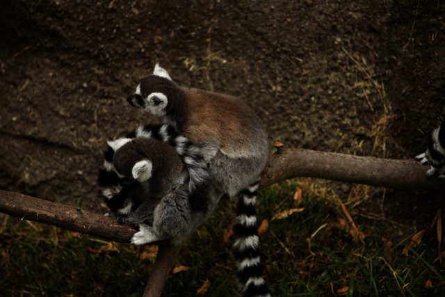 Lemur Companions at Oakland Zoo