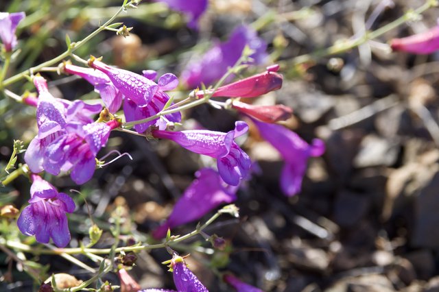 Desert Penstemon Blooms Glistening After Morning Rain
