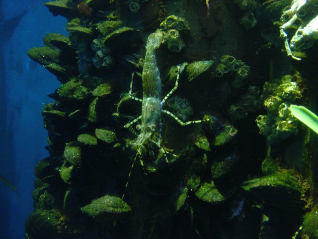 A Shrimp's Resting Spot
