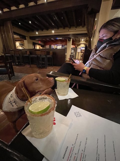 Canine Companion at Happy Hour