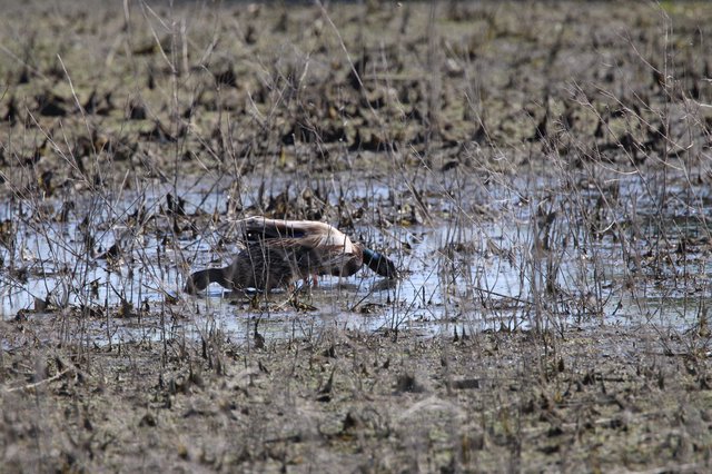 Northern Shoveler Duck Foraging in Wetland Shallows