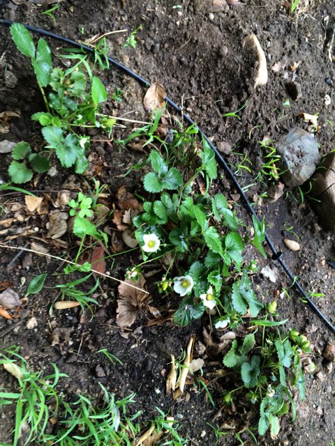 Strawberry Plant in the Soil