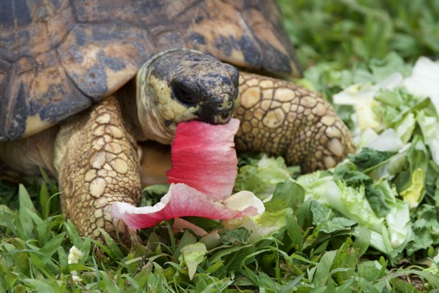 A Lunchtime Feast at Honolulu Zoo